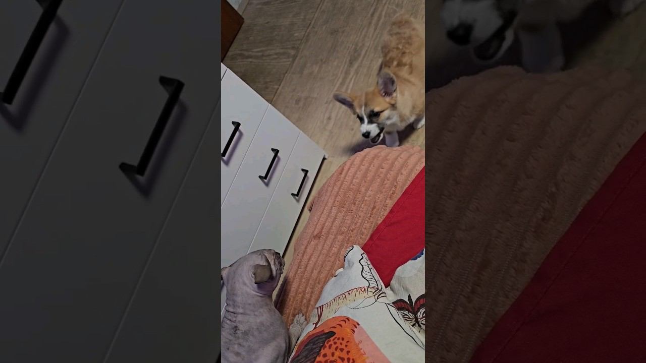 ▷Египет vs Англия◁ смотреть онлайн