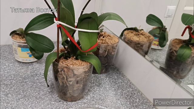 Как полить орхидеи в закрытой, классической системе посадки?! смотреть онлайн