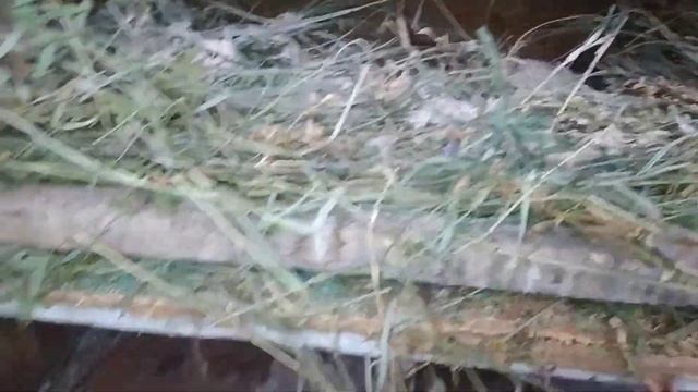 гнездо для уток из подручных материалов! яйценоскость кур восстанавливается! смотреть онлайн