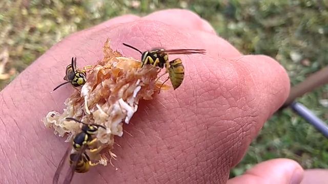 Осы на пасеке смотреть онлайн