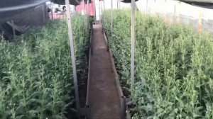 Хризантема, выращивание в теплице , бутонизация хризантемы