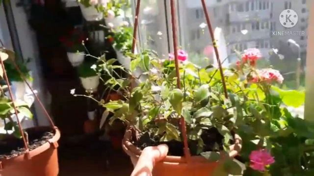 Комнатные растения на балконе. Часть 1. Традесканция. Папоротник. Адиантум. Роза. Лимон. 10.05.2021 смотреть онлайн