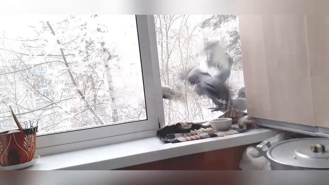 Сизокрылые дикие голуби зимой на балконе. 58 серия. 01. 2022 г. смотреть онлайн