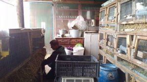 Вес кроликов породы  французский баран.Сколько они весят в разном возрасте.