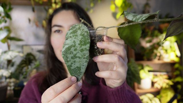 Любимые ХОЙИ из моей КОЛЛЕКЦИИ РАСТЕНИЙ | ТОП 10 самых КРАСИВЫХ хой