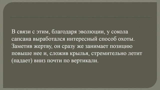 Любопытные факты о соколе. Сокол сапсан. смотреть онлайн