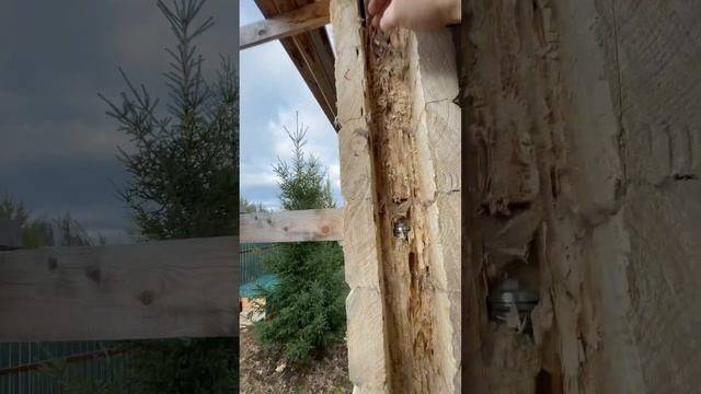 Подготовка проема в деревянном доме из бруса смотреть онлайн