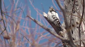 Птицы поют весной. Скворец дятел свиристель зеленушка дрозд. Птицы Сибири.