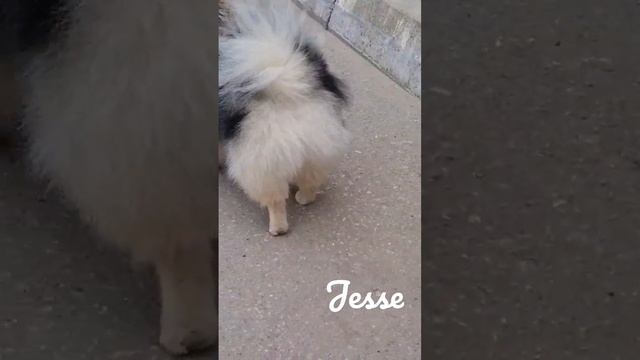 #dogs #dog #шпиц #чихуахуа смотреть онлайн