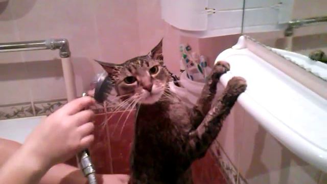 Кот моется в душе))) смотреть онлайн