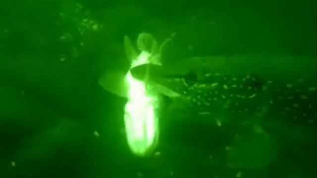 Щучьи страсти.wmv смотреть онлайн