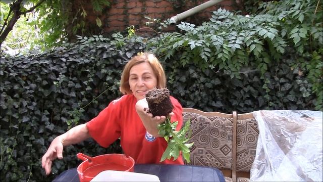 Кофейное дерево как пересадить и рассадить!? Часть 1. смотреть онлайн