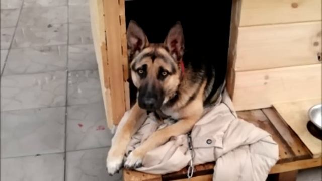 Пёс вторую ночь не заходил в тёплую будку. Хозяин был в шоке, узнав что внутри! смотреть онлайн