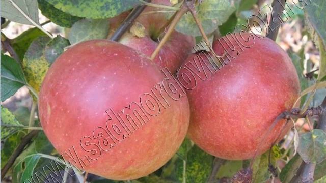 Садоводство яблоня.mp4 смотреть онлайн