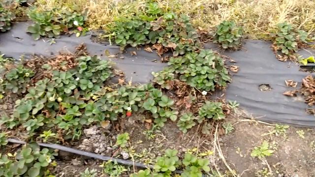 Как правильно кормить калифорнийского червя смотреть онлайн