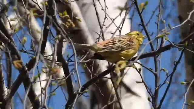 Овсянка в Бутовском лесу смотреть онлайн
