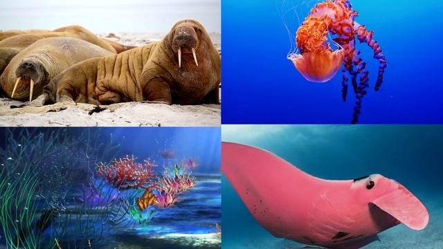 Морские животные для детей. Подводный мир и морские обитатели Учим животных для малышей. смотреть онлайн