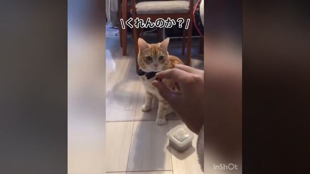 癒しのマンチカン［Munchkin］1 смотреть онлайн