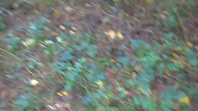 Грибы в Курской области смотреть онлайн