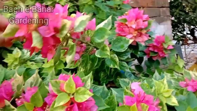 Bougainvillea Torch Glow Care | How To Grow Bougainvillea Plant / 2023