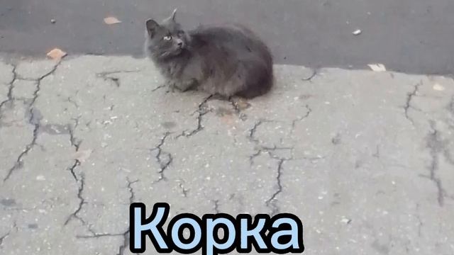 Все дворовые кошки смотреть онлайн