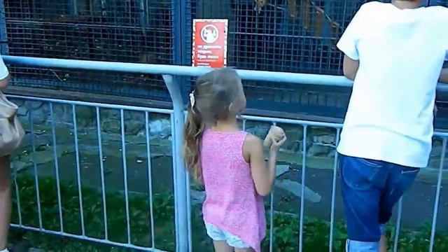 Зоопарк Киев. Слоны, жирафы, огромная горилла и много всего интересного. ВЛОГ смотреть онлайн