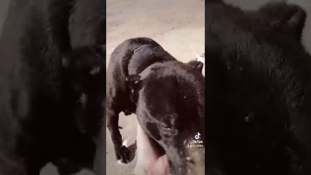 Питбуль смотреть онлайн