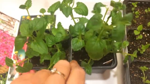 Диасция 13.03.18 Прищипка диасции смотреть онлайн