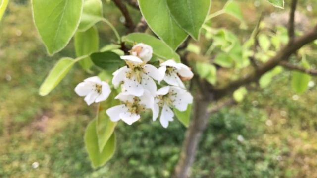Poirier Conférence 'Pyrus communis' Des bouquets éparpillés joliment pliés. смотреть онлайн