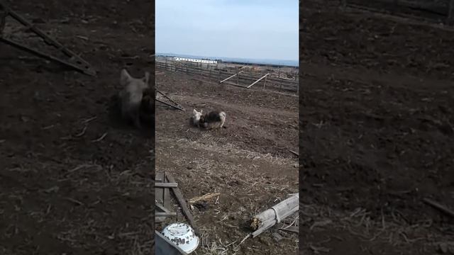 Любовь собаки свиньи смотреть онлайн