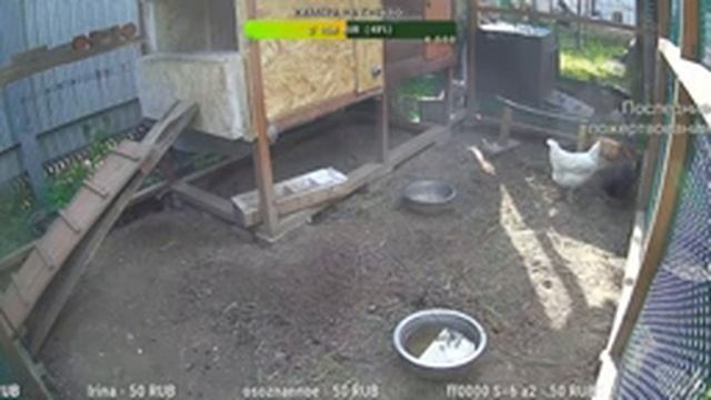 Курятник. Жизнь в курятнике. Можно покормить онлайн. Chicken coop stream. Online feed смотреть онлайн