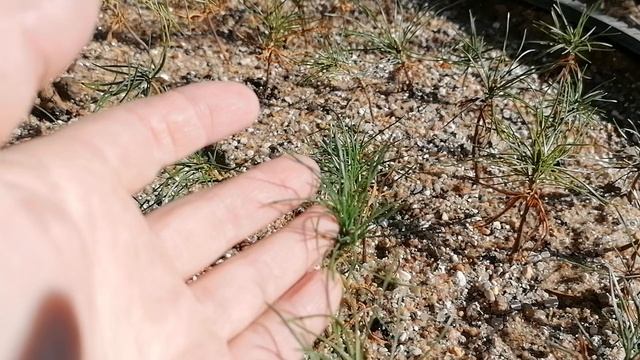 Сажаю семена Кедрового Стланика (Pinus pumila) 10.10.2021 смотреть онлайн