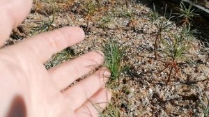 Сажаю семена Кедрового Стланика (Pinus pumila) 10.10.2021