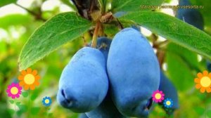 Жимолость съедобная Камчадалка. Краткий обзор, описание характеристик, где купить саженцы