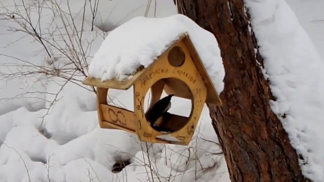 Белокуриха Зимний лес Кормушки для птиц смотреть онлайн