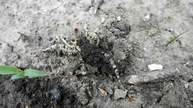 Паук Тарантул с потомством на спинке смотреть онлайн