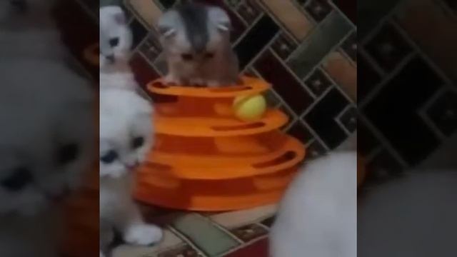 Шотландские вислоухие котята, окраса серебристая шиншилла. Котятам 38 дней. смотреть онлайн