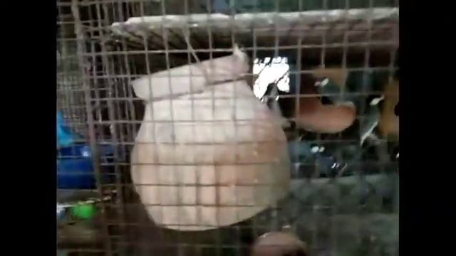 Java sparo dehavior before breeding смотреть онлайн