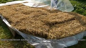 Как сделать субстрат для шампиньонов