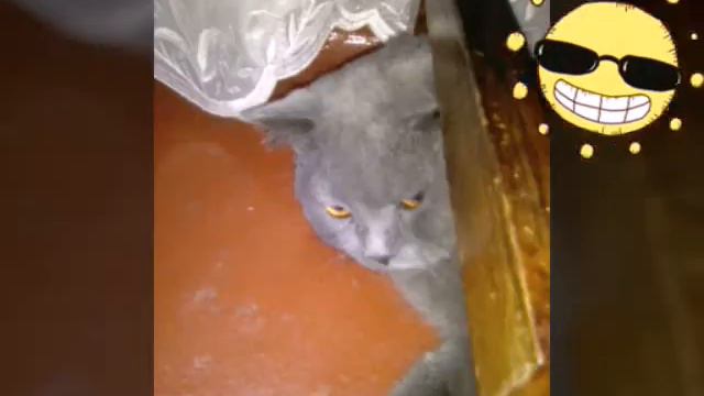 Мой кот слайд шоу смотреть онлайн