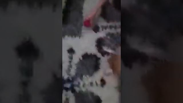 Épagneul Breton-"DISS- DON FIELD SPIRIT" в новом доме,освоилась смотреть онлайн