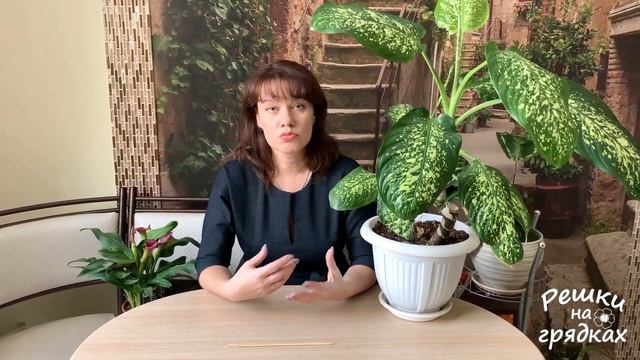 ДИФФЕНБАХИЯ УХОД В ДОМАШНИХ УСЛОВИЯХ Dieffenbachia смотреть онлайн