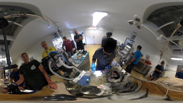 Get an incredible look inside a tiger’s mouth in VR смотреть онлайн