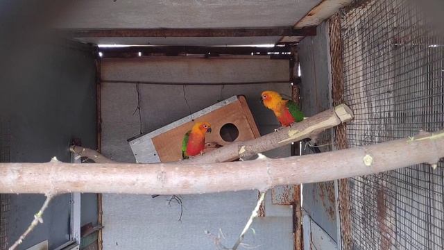 Аратинга Ендайя, Розелла, Пиррурая, Китайский кольчатый попугай Часть 2 смотреть онлайн