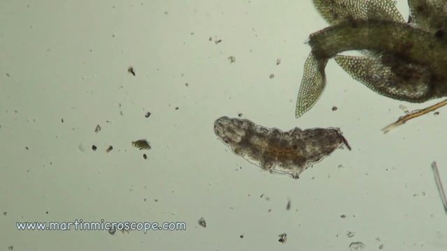 Water Bears in HD смотреть онлайн