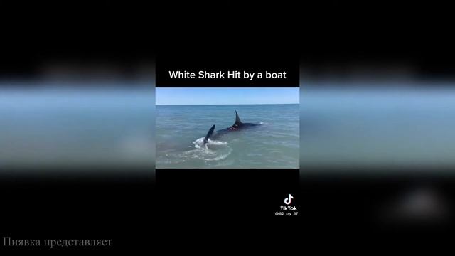 Акулы. Факты. виды +видео с ними. смотреть онлайн