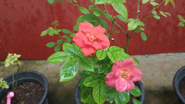 Hot Chocolate Rose смотреть онлайн