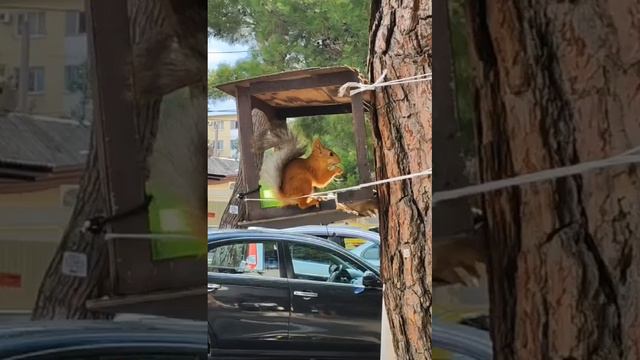 Белка на улице Геленджика смотреть онлайн