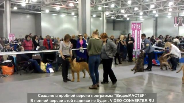 "Russia" 2012. Bullmastif ring. Part 3 смотреть онлайн