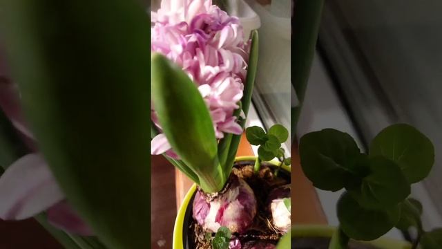 Луковичные цветы в горшках смотреть онлайн